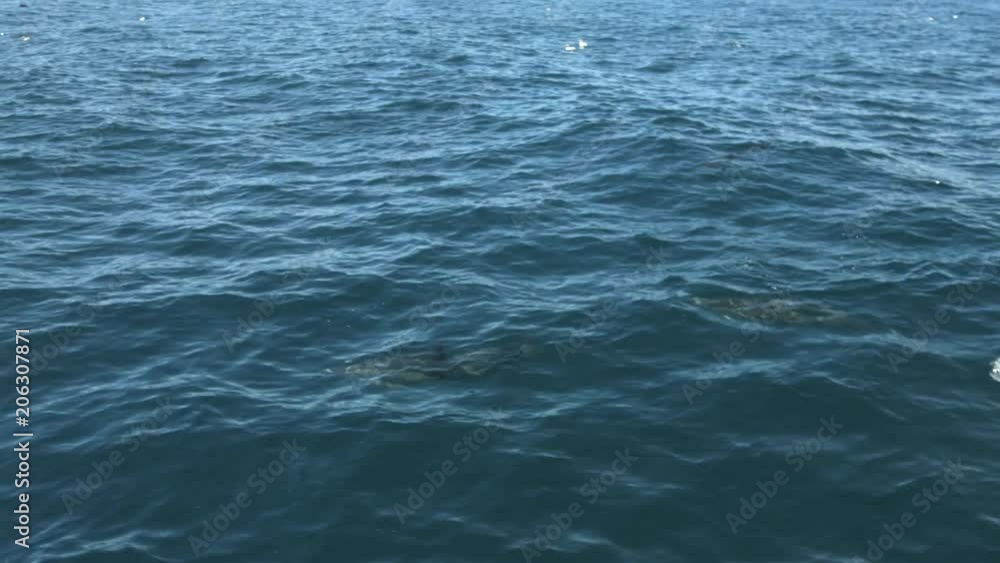 Pod of dolphins gently floating in blue water in New Zealand Pod of dolphins gently floating in blue water in New Zealand