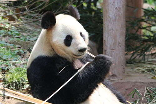 Fototapeta Naklejka Na Ścianę i Meble -  Closed-up Giant Panda Eats Bamboo, China