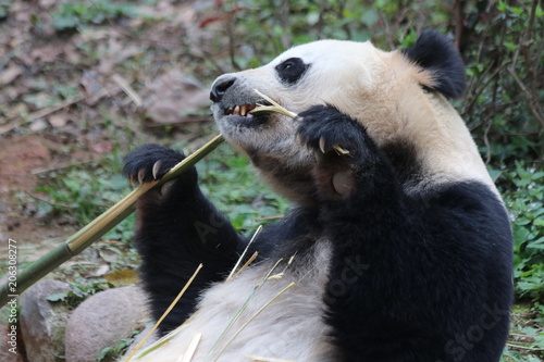 Fototapeta Naklejka Na Ścianę i Meble -  Closed-up Giant Panda Eats Bamboo, China