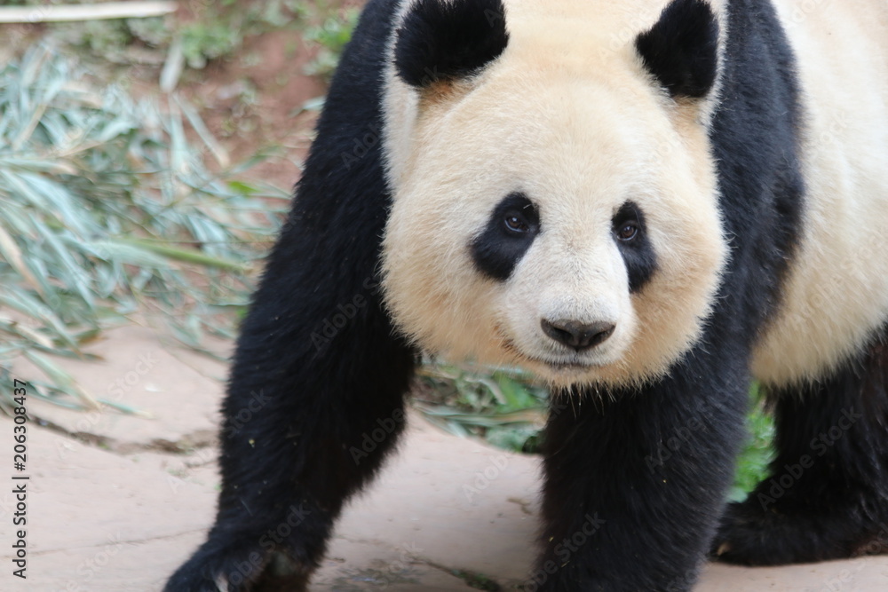 Fototapeta premium Funny Pose of Giant Panda in China