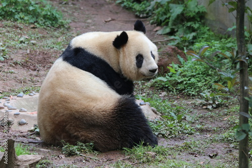 Fototapeta Naklejka Na Ścianę i Meble -  Funny Pose of Giant Panda in China