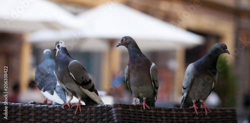 Pigeons sitting on the backs of wicker chairs of a street cafe