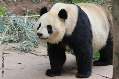 Fototapeta Naklejka Na Ścianę i Meble -  Funny Pose of Giant Panda in China