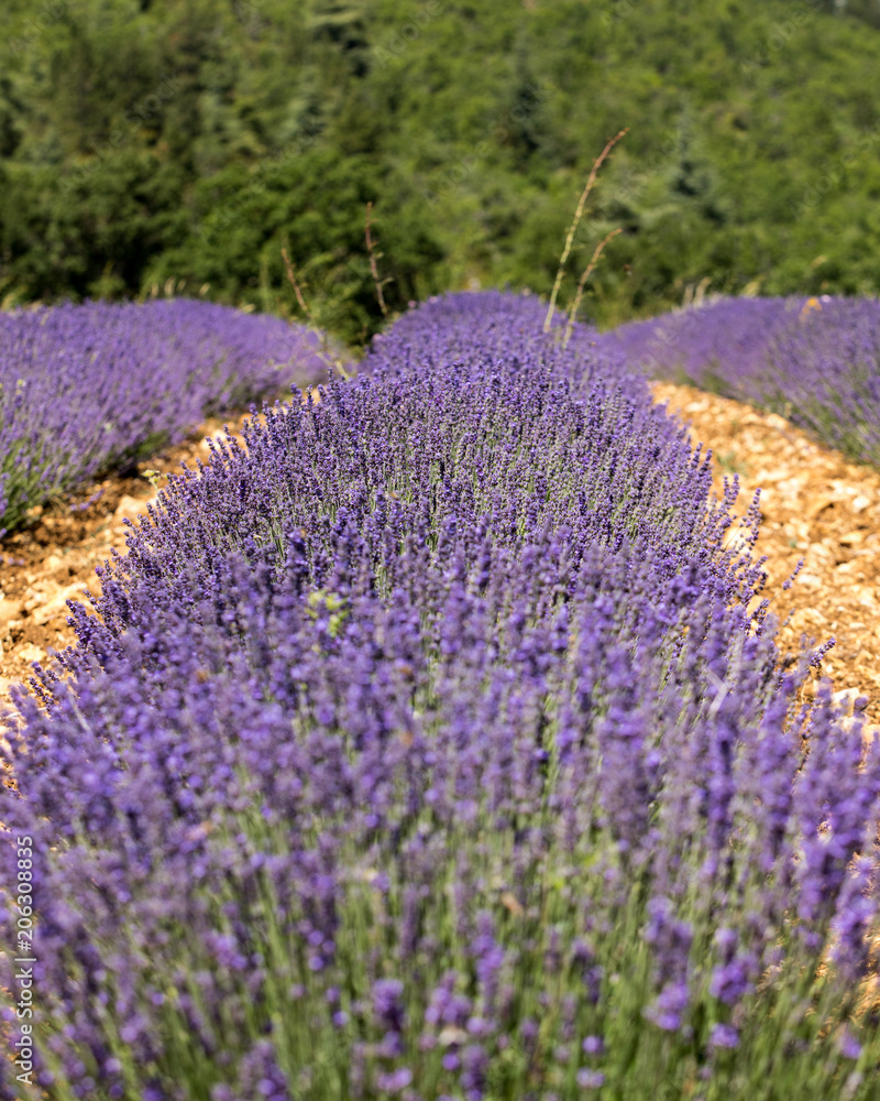 Obraz premium Lavender field in Provence, near Sault, France