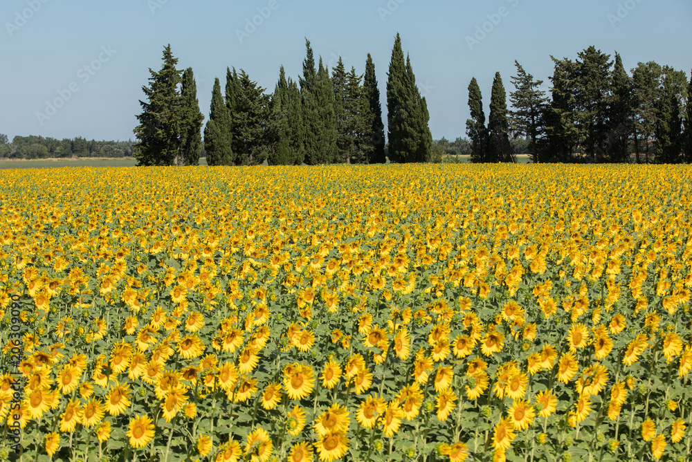 Sunflowers field near Arles in Provence, France Sunflowers field near Arles in Provence, France