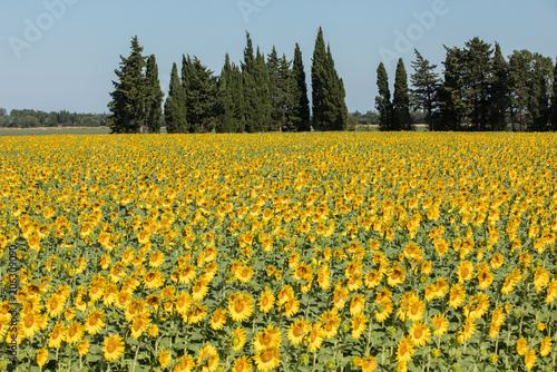 Fototapeta Naklejka Na Ścianę i Meble -  Sunflowers field near Arles  in Provence, France