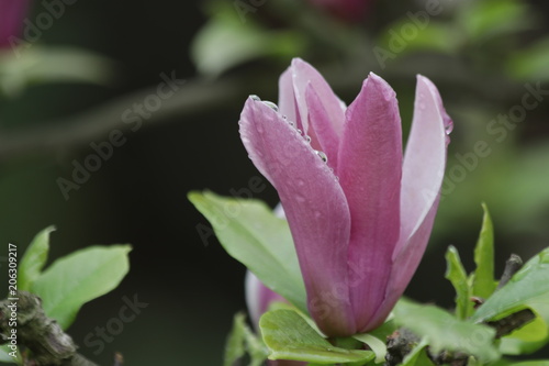 Rain Drops on Pink Magnolia in Spring