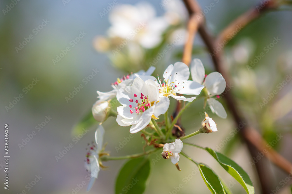 Flowers on the branches of a tree in the nature