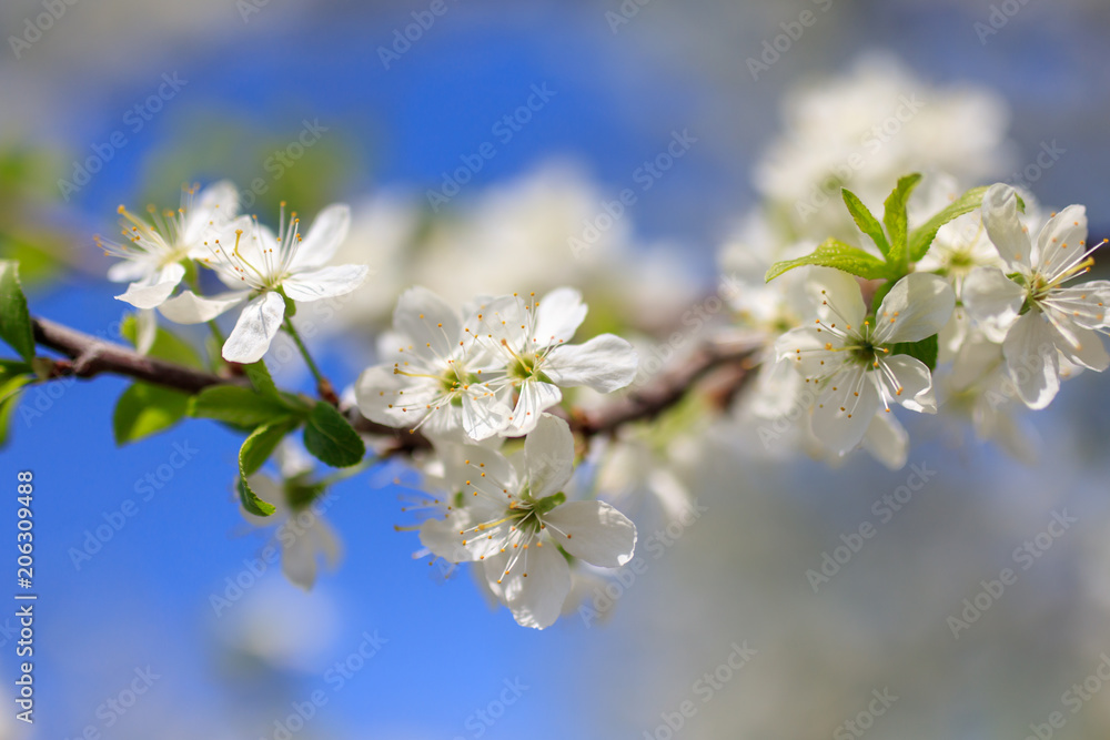 Flowers on the branches of a tree in the nature