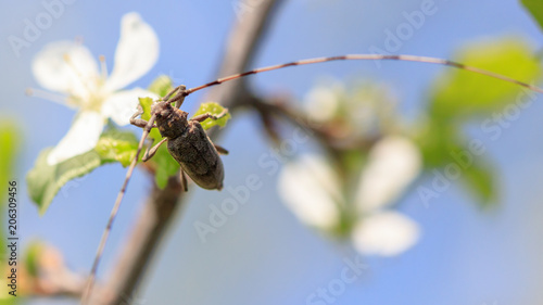 Beetle with a big mustache on a flowering tree