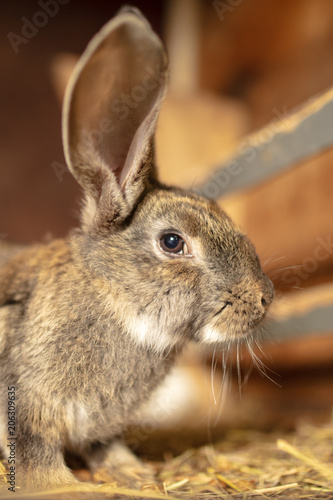 Portrait of a rabbit on a farm