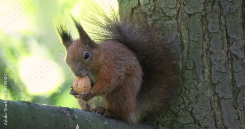 Single Red Squirrel eating a walnut on a tree branch in a forest during a spring period photo