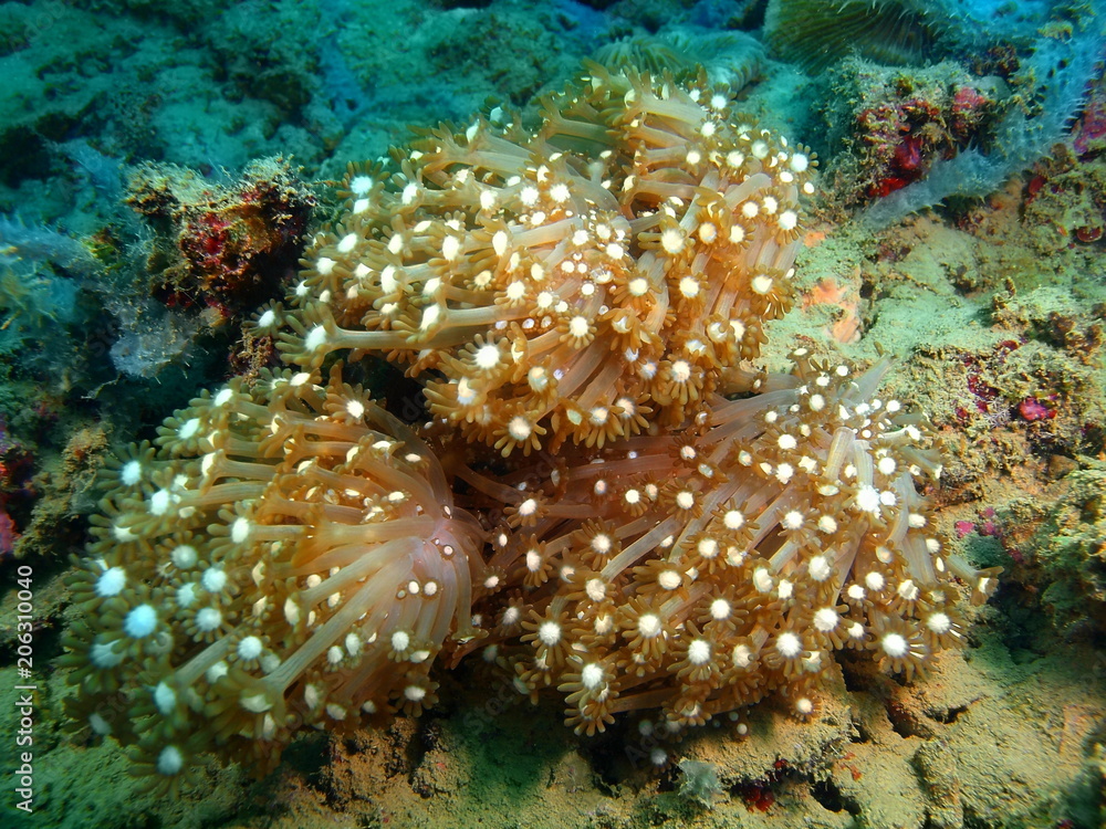 Soft coral Soft coral