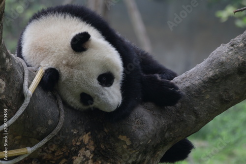 Fototapeta Naklejka Na Ścianę i Meble -  Little Panda on the Tree