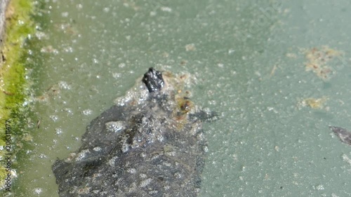 turtle in dirty, contaminated water photo