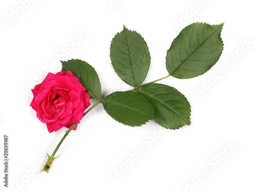 Red roses with leaves  foliage isolated on white background  top view