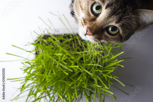Photography A pet cat eating fresh grass, on a white background