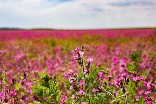 pink and purple cosmos flowers on a field