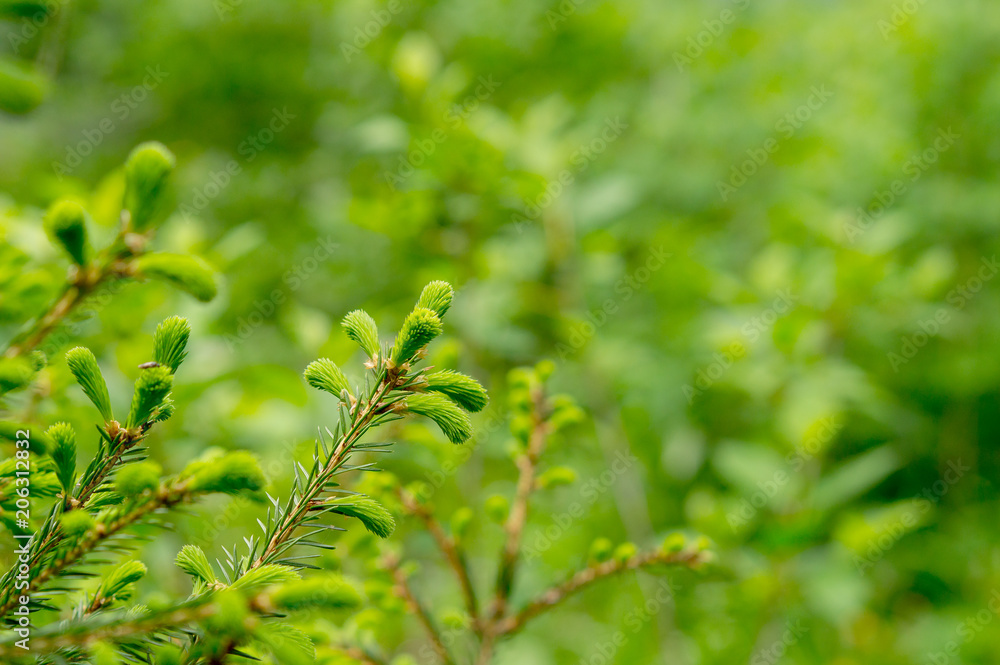 Spruce branches with young green shoots Spruce branches with young green shoots