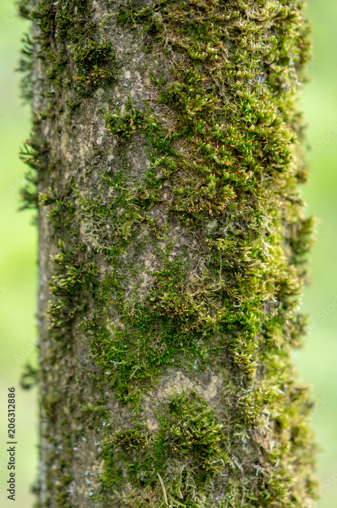 moss on the tree trunk moss on the tree trunk