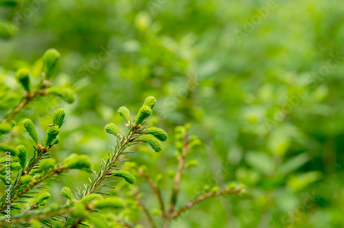 Spruce branches with young green shoots