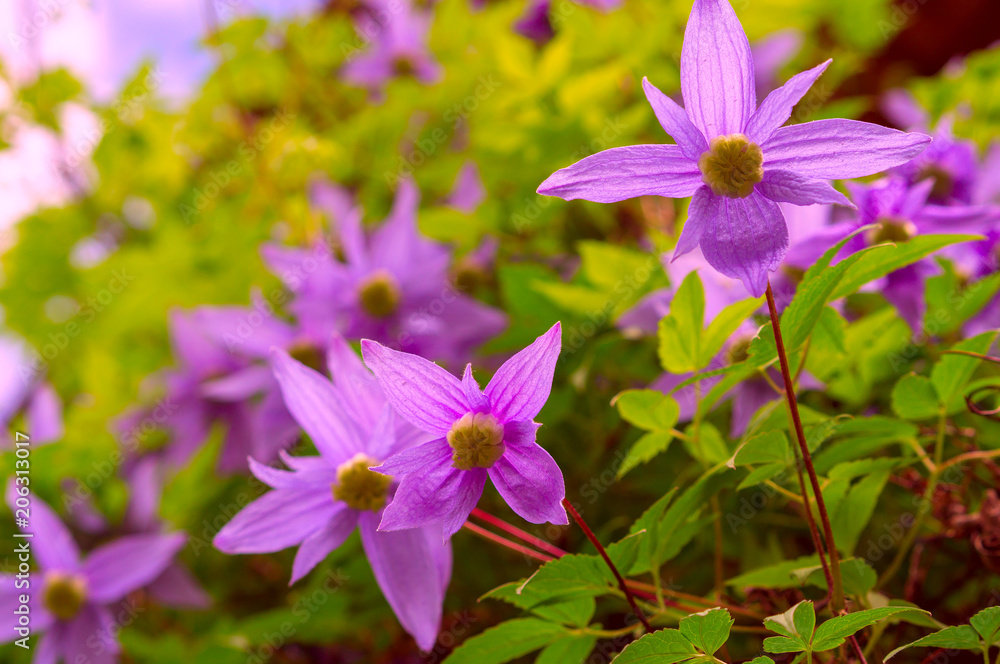 Alpine Clematis (Stephanotis floribunda) in garden. Alpine Clematis (Stephanotis floribunda) in garden.