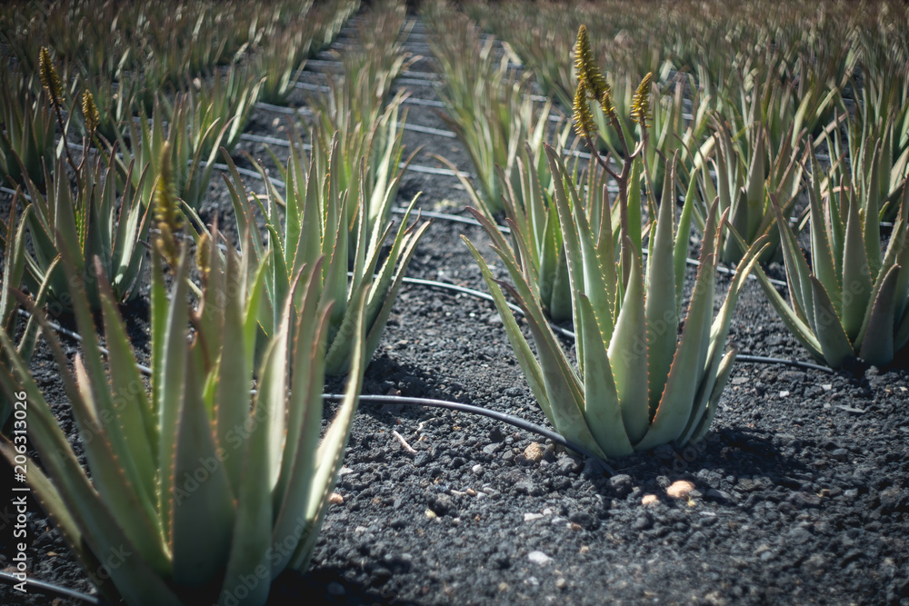 Obraz premium aloes