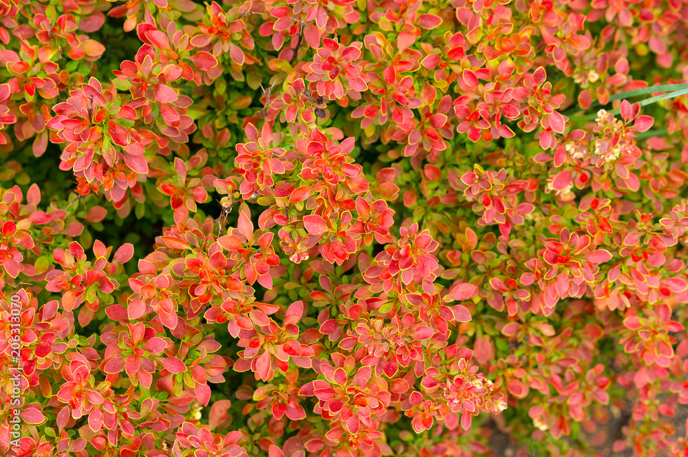 Japanese barberry, also called Thunberg's barberry. Red leaves of barberries.