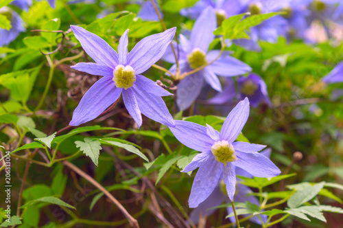Alpine Clematis (Stephanotis floribunda) in garden.