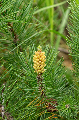 Flowering pine cones, close-up