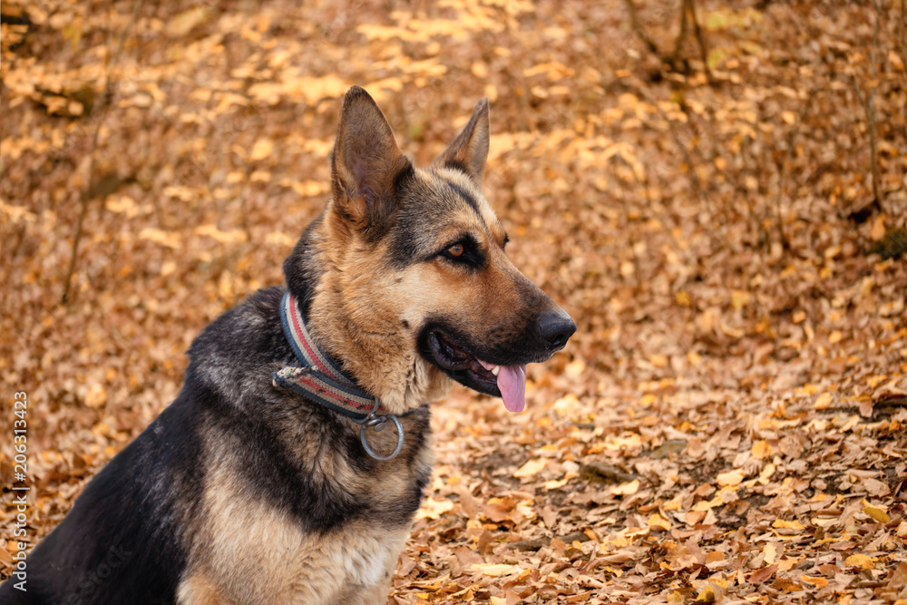 German Shepherd, young German Shepherd, German Shepherd on the grass, dog in the park. German Shepherd, young German Shepherd, German Shepherd on the grass, dog in the park.