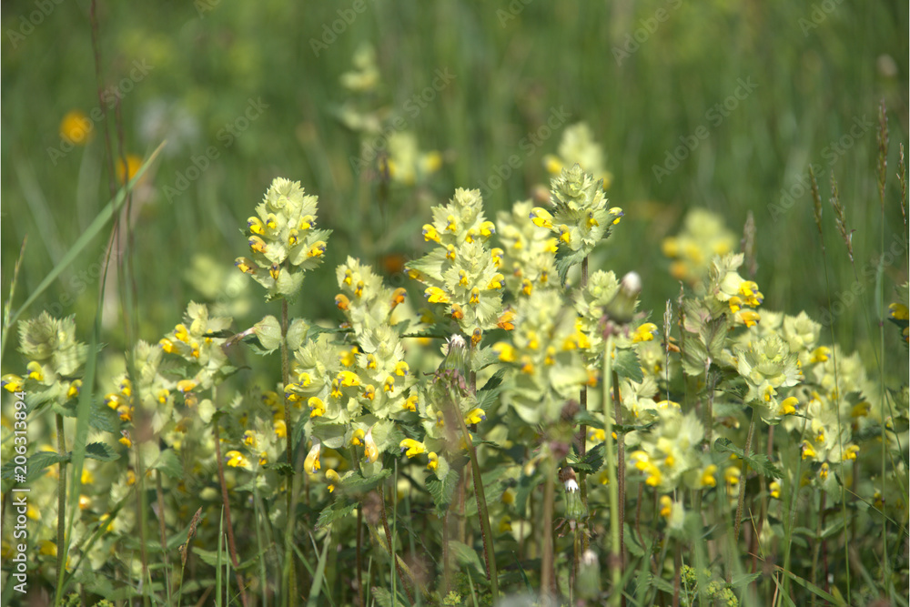 Obraz premium Klappertöpfe blühen