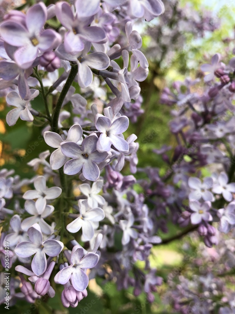 Fototapeta premium Lilac flowers