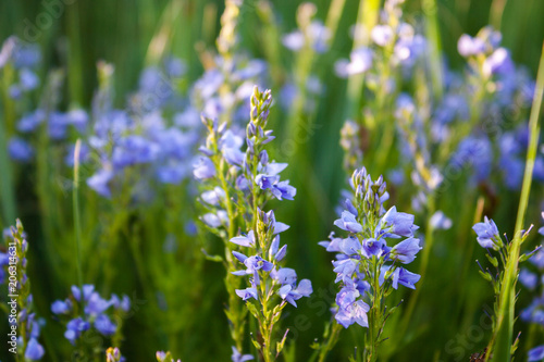  Veronica flowers blue. Wild medicinal plants. The flowers grow in the field.Blue Verónica flowers are covered with sunlight. Flower background.