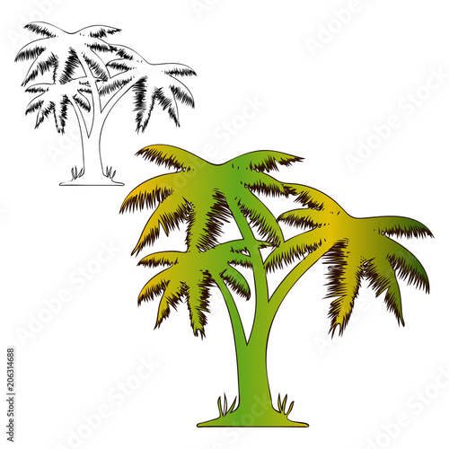 Coloring three palms  drawing on white background 