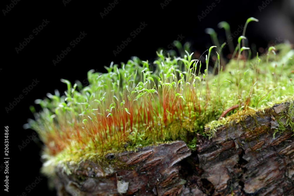  Fire moss (Ceratodon purpureus)