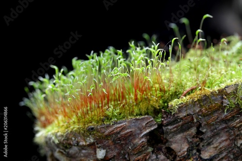  Fire moss (Ceratodon purpureus)