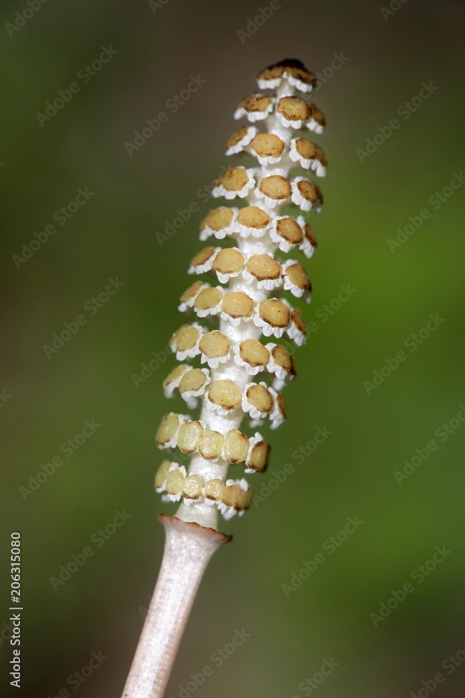 Common field horsetail (Equisetum arvense),  traditional medicinal plant