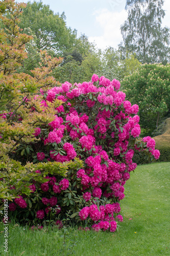 Fototapeta Naklejka Na Ścianę i Meble -  Pink rhododendron standing in garden