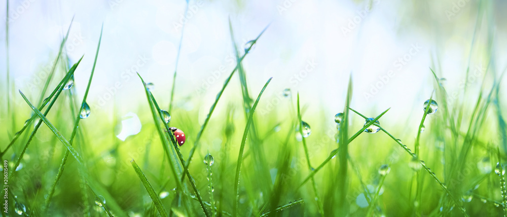 Naklejka premium Świeża soczysta młoda trawa w kropelkach ranek rosa i biedronka w lato wiośnie na naturze makro-. Krople wody na trawie, naturalna tapeta, widok panoramiczny, nieostrość.
