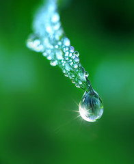 Beautiful water drop on grass sparkles in the sunlight on nature close-up macro. Fresh juicy green grass in droplets of morning dew outdoors.
