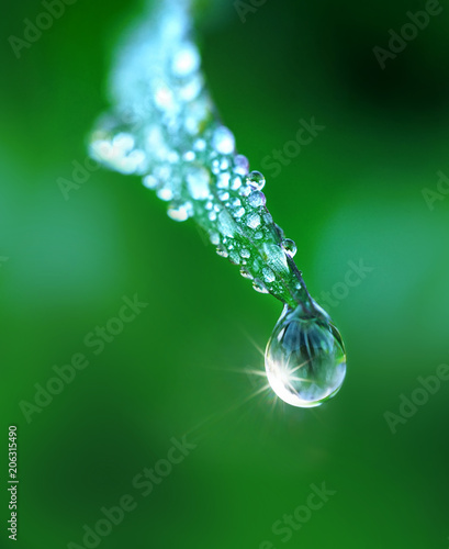Beautiful water drop on grass sparkles in the sunlight on nature close-up macro. Fresh juicy green grass in droplets of morning dew outdoors. © Laura Pashkevich