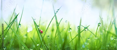 Panel kuchenny z motywem Fresh juicy young grass in droplets of morning dew and a ladybug in summer spring on a nature macro. Drops of water on the grass, natural wallpaper, panoramic view, soft focus.