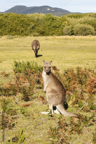 CANGURO photo