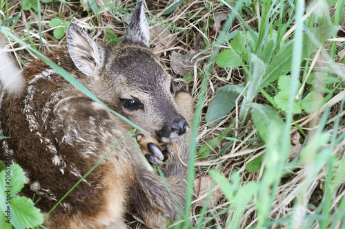 Fototapeta Naklejka Na Ścianę i Meble -  Little deer in the grass. Capreolus capreolus. .Wildlife scene from nature