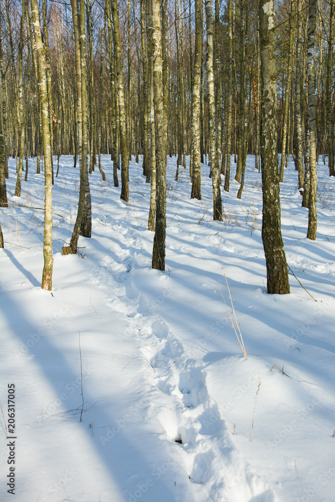 Fototapeta premium Traces on the snow in the forest
