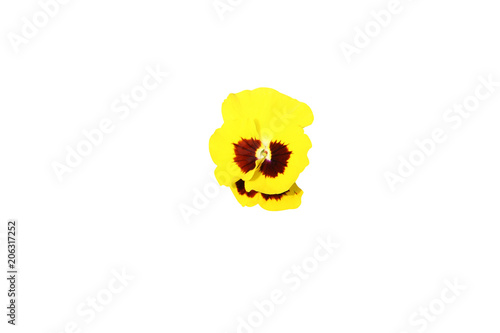 Colorful pansy flowers isolated on white background 