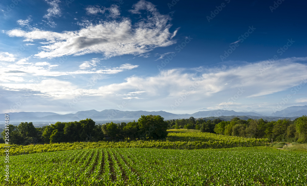 fields cultivated with corn and vineyards in Lombardy, in Italy fields cultivated with corn and vineyards in Lombardy, in Italy