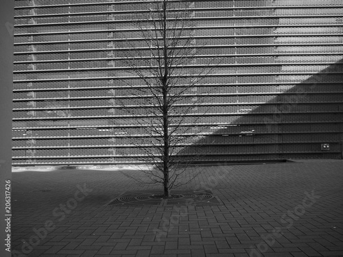 wall background black and white with a tree in the front