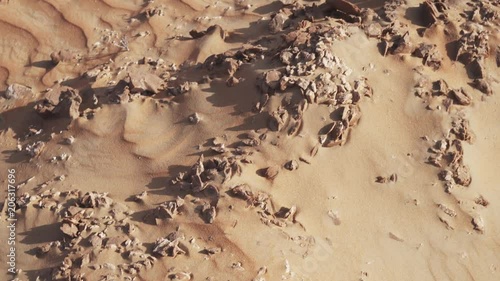 Desert rose is formations of crystal clusters of gypsum or baryte which include abundant sand grains in Rub al Khali desert stock footage video